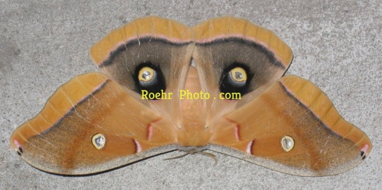 Texas Polyphemus Moth