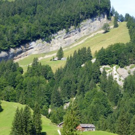 Appenzell Swz Alpine Farms